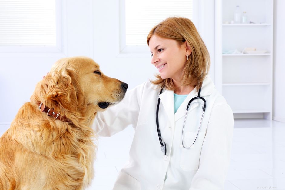 Que faire si votre chien a des ganglions lymphatiques enflés