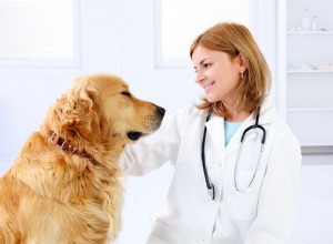 Co dělat, když má váš pes oteklé lymfatické uzliny