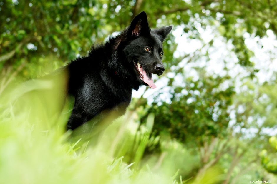 Taiwan Dog (Formosan Mountain Dog):Perfil da raça do cão