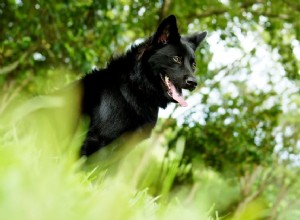 Chien de Taïwan (Chien de montagne de Formose) :Profil de race de chien