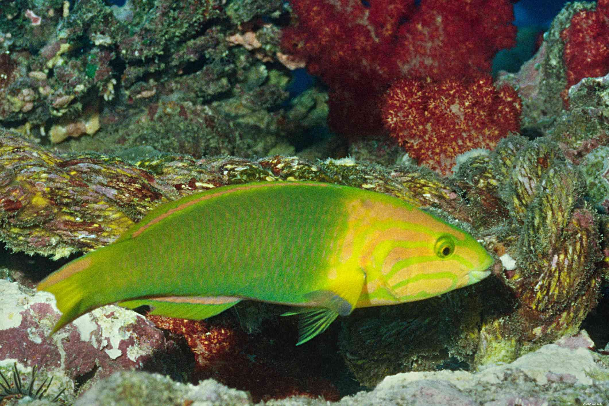 Six Line Wrasse:Fish Species Profile