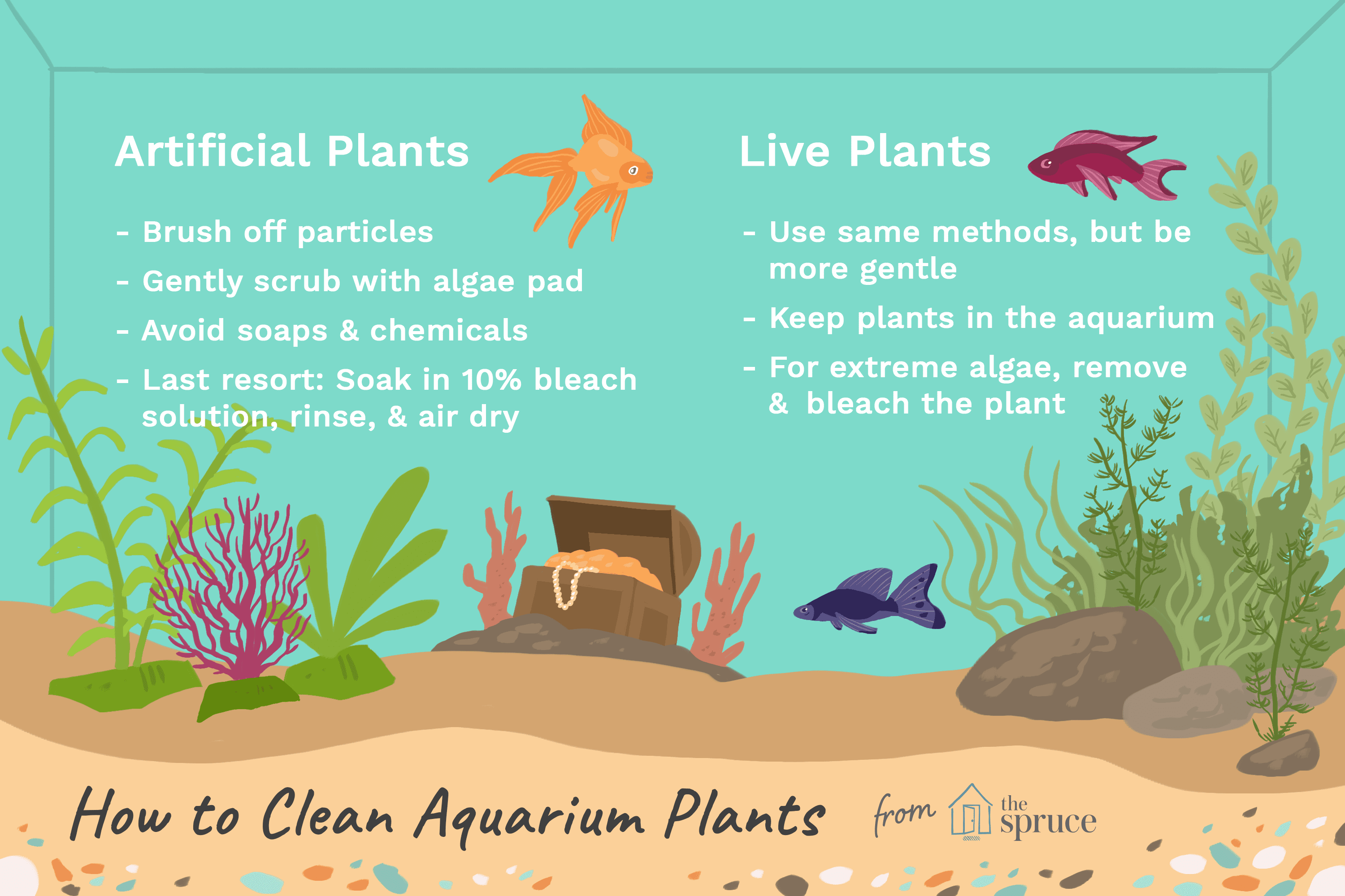 Come pulire le alghe dalle piante d acquario