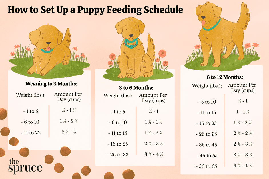 Een voedingsschema voor puppy s instellen