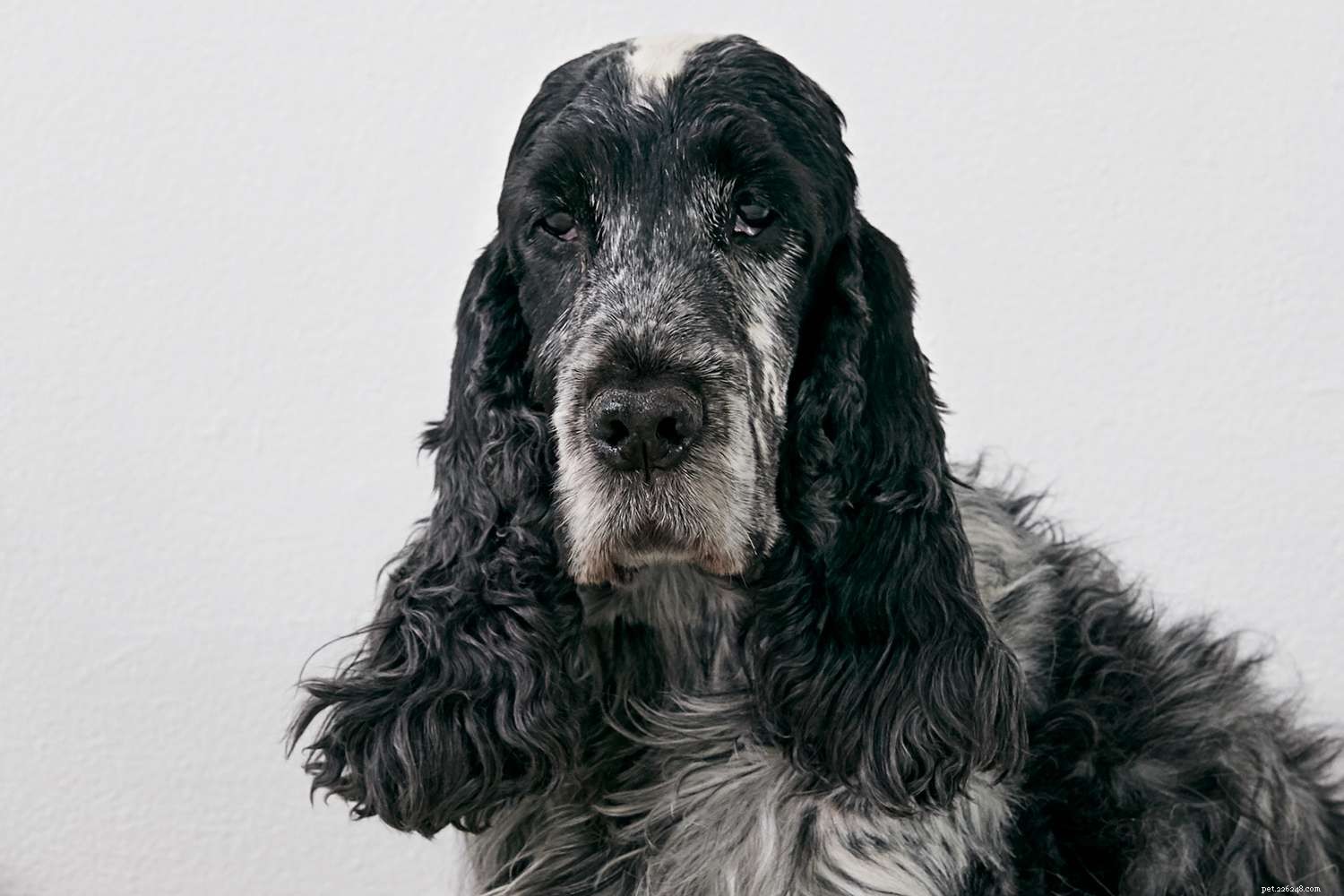 Английский кокер-спаниель:Профиль породы собак