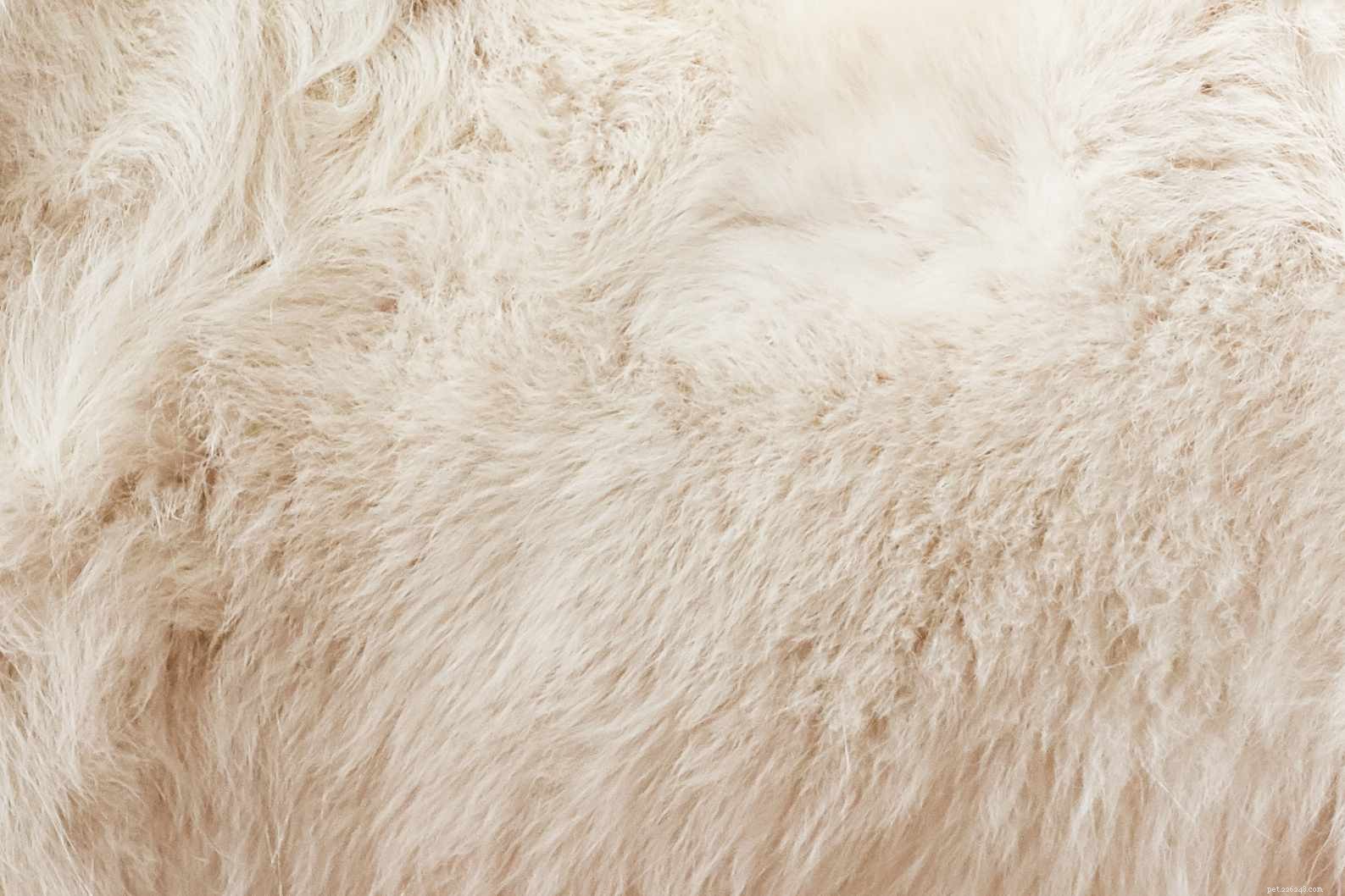 Samoyed (Sammie):Hundrasprofil