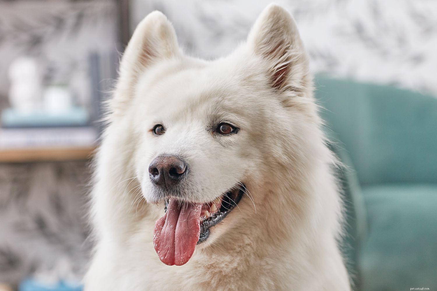 Samoyed（Sammie）：Dog Breed Profile
