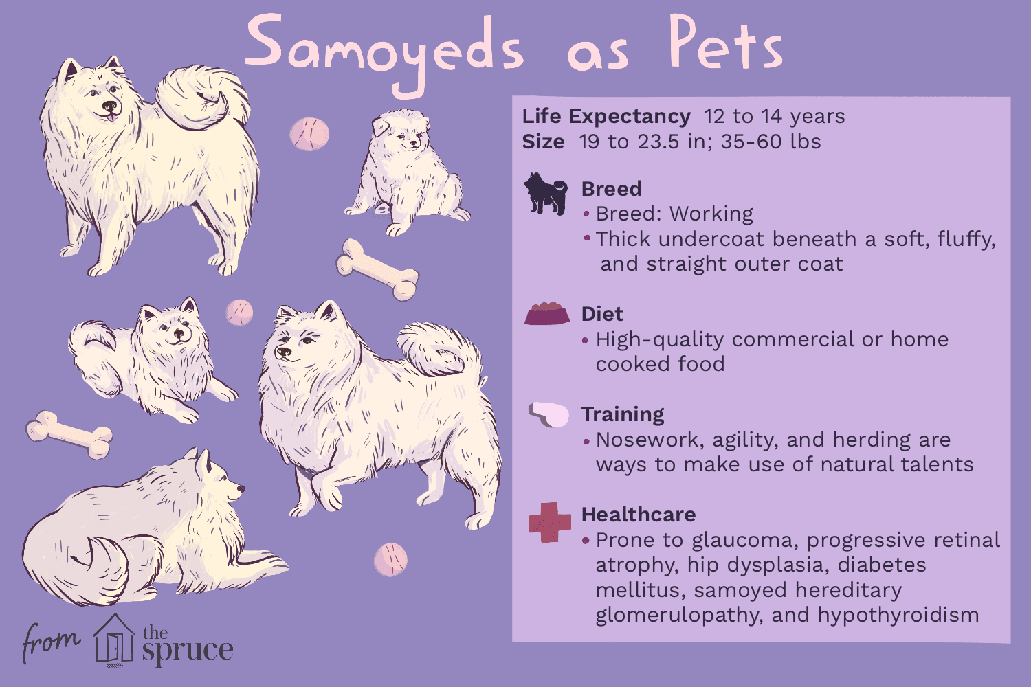 Samoyed (Sammie):Profil psího plemene