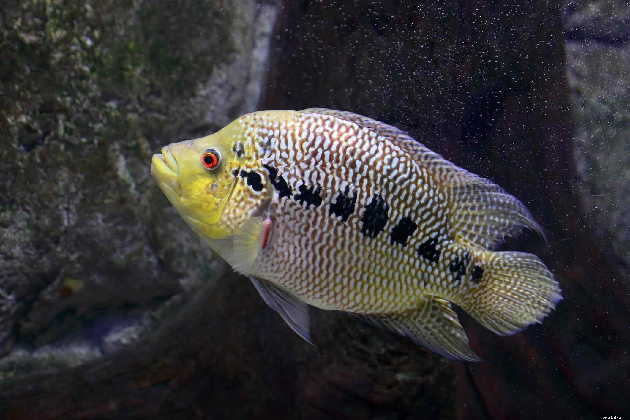 Цветочный рог:Профиль видов рыб