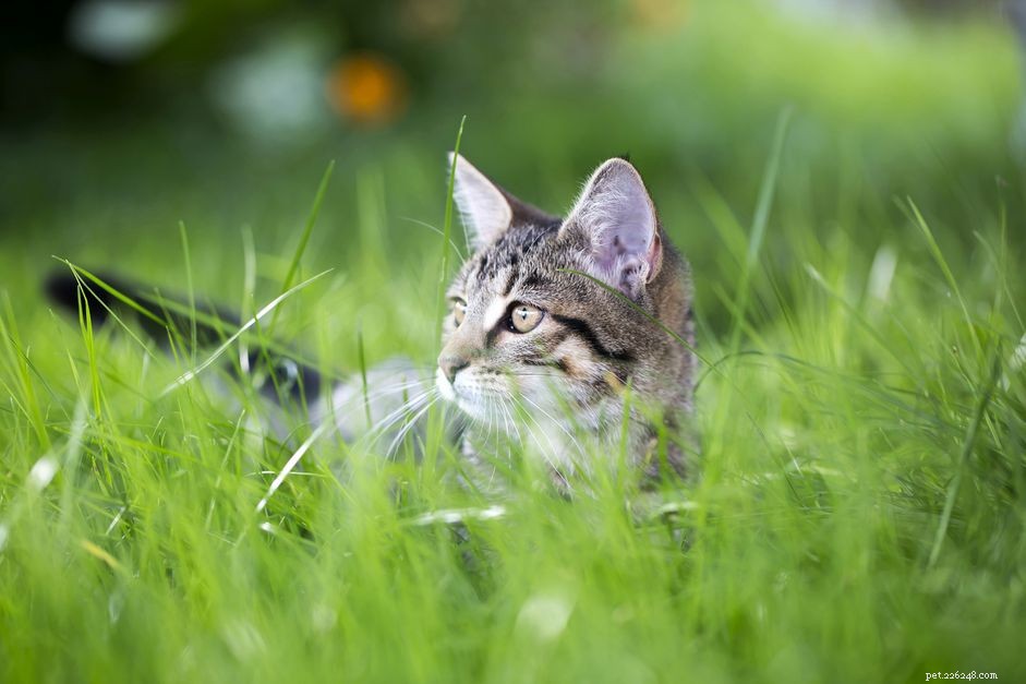 あなたはあなたの屋内猫が外に出るのを許すべきですか？ 