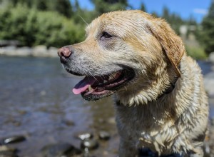 Labrador inglês:perfil da raça do cão