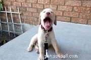 Labrador inglese:profilo razza canina