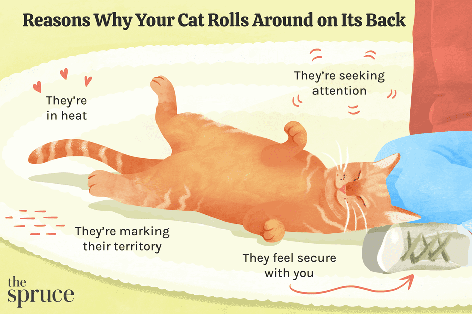 Por que seu gato está rolando de costas