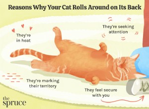Proč se vaše kočka převaluje na zádech