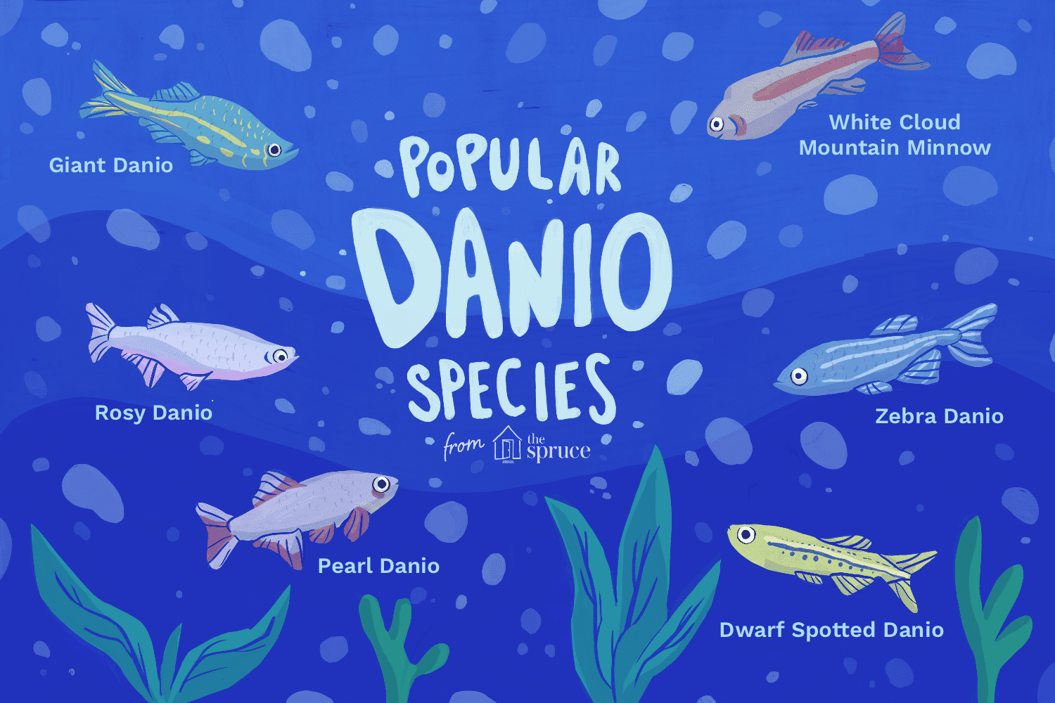 あなたの水族館のためのダニオ種の選択 