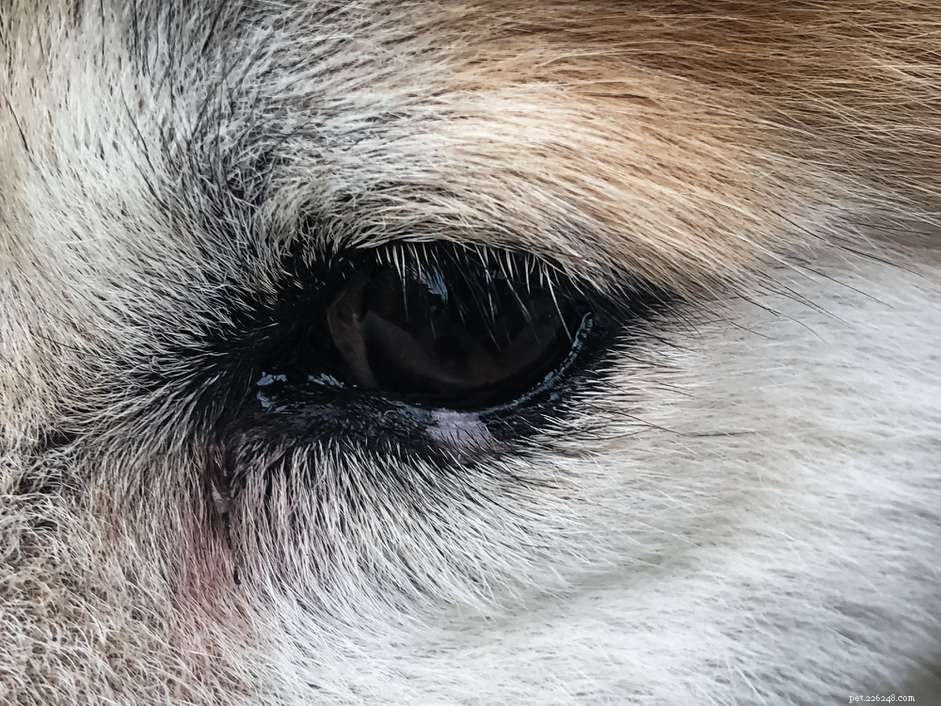 Eye Boogers chez les chiens