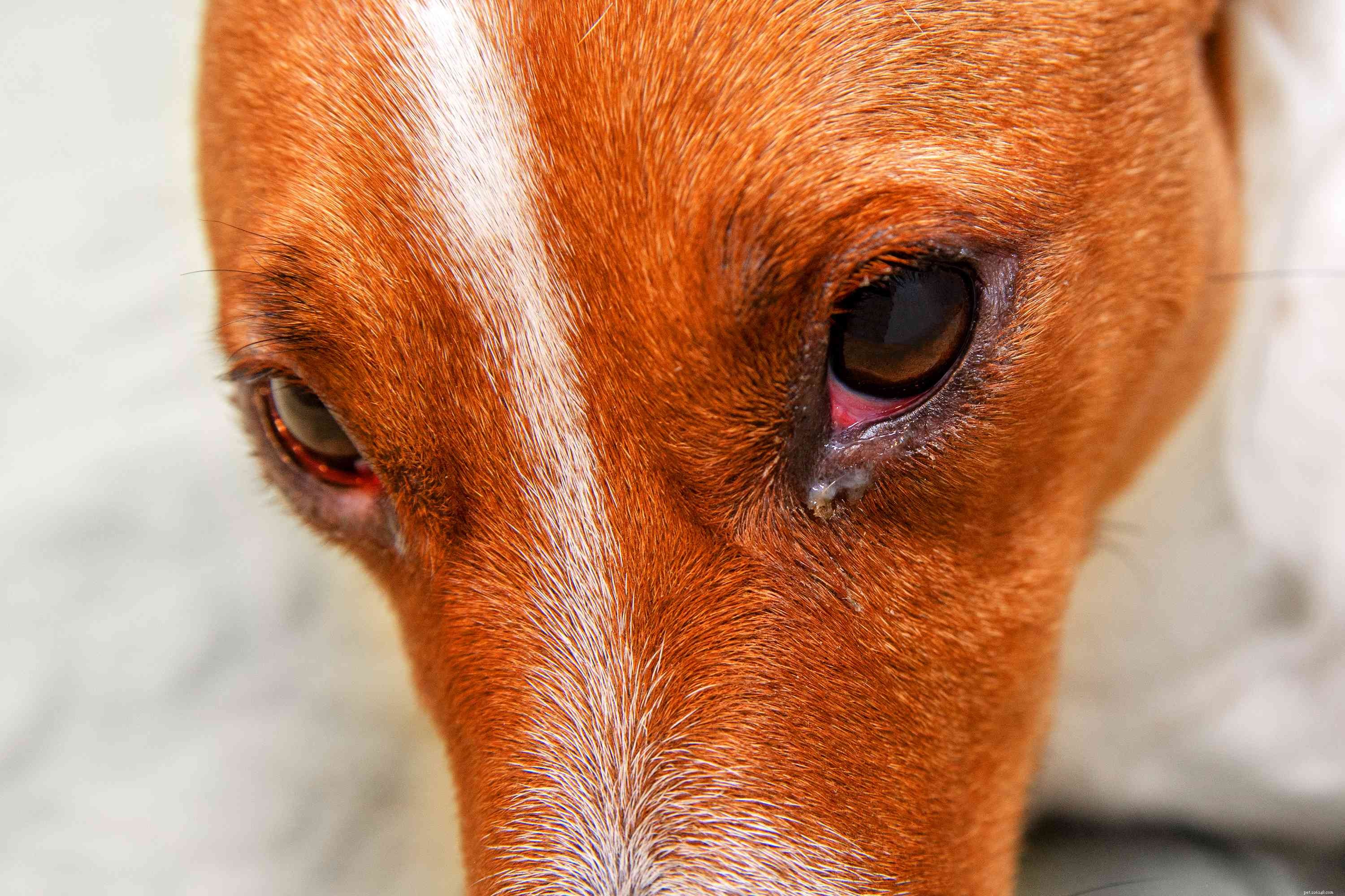 Eye Boogers chez les chiens