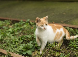 Mancando em gatos