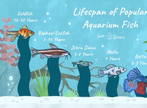 Durée de vie moyenne de différentes espèces de poissons d aquarium