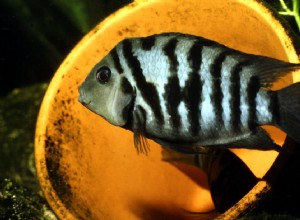 죄수 시클리드:물고기 종 프로필