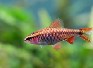 Cherry Barb:Profil d espèce de poisson 