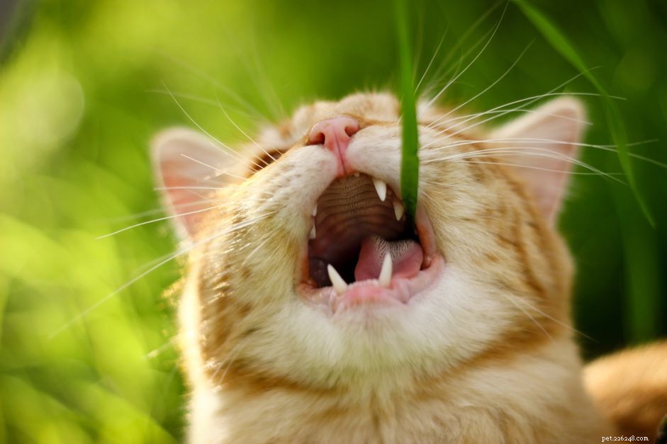 Pourquoi les chats mangent-ils de l herbe ?