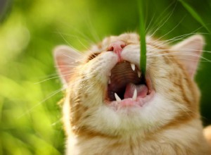 고양이가 풀을 먹는 이유는 무엇입니까?
