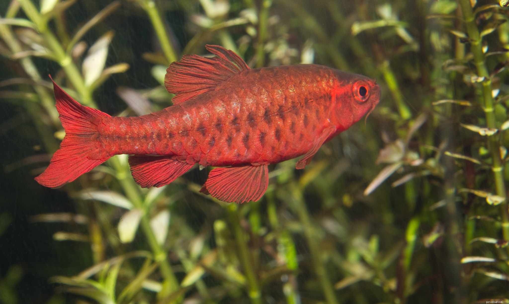 Cherry Barb:profilo delle specie ittiche