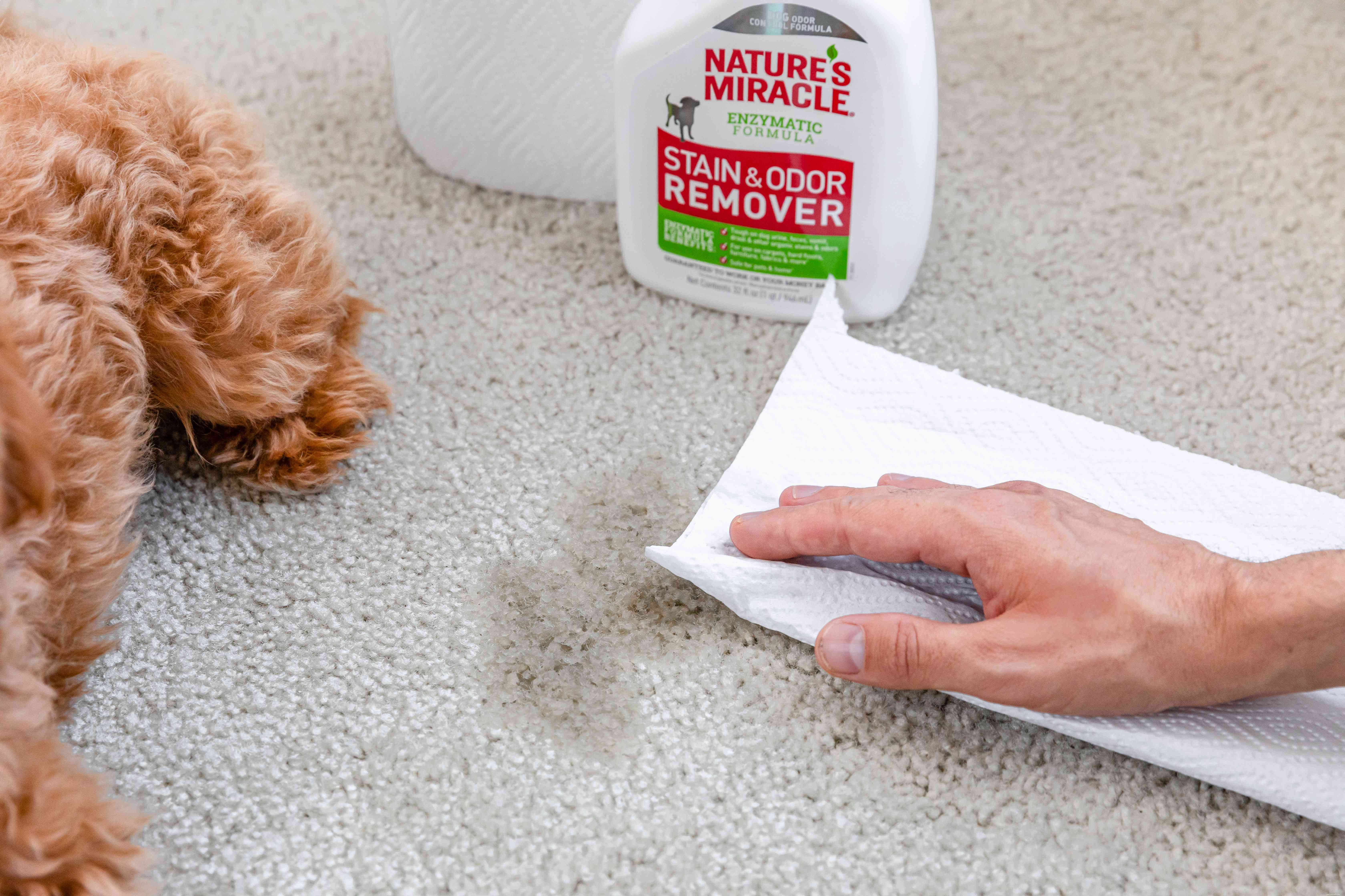 Hoe plasvlekken van puppy s te reinigen