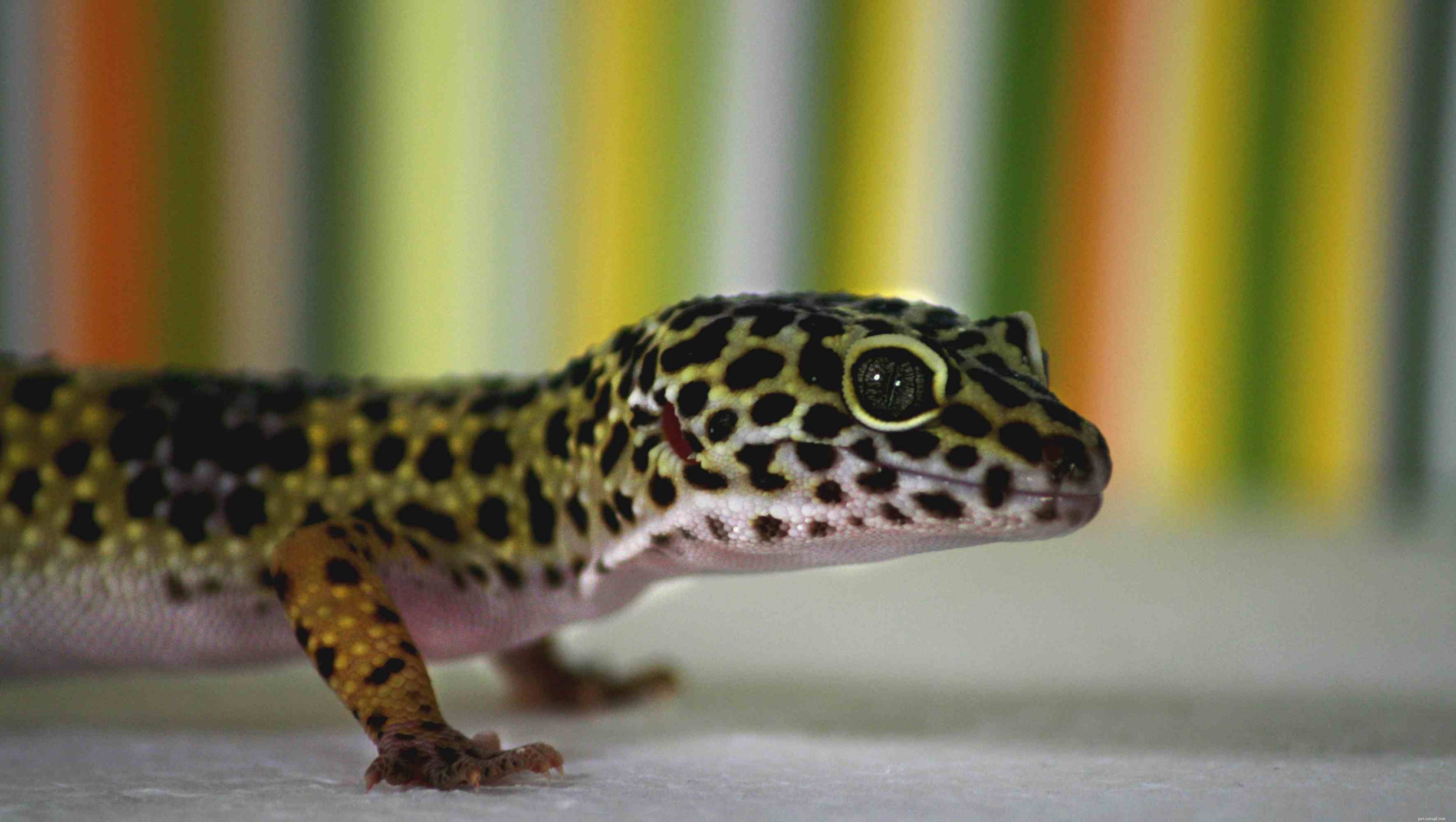 Types courants de geckos de compagnie pour les débutants