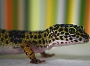 Běžné typy domácích gekonů pro začátečníky