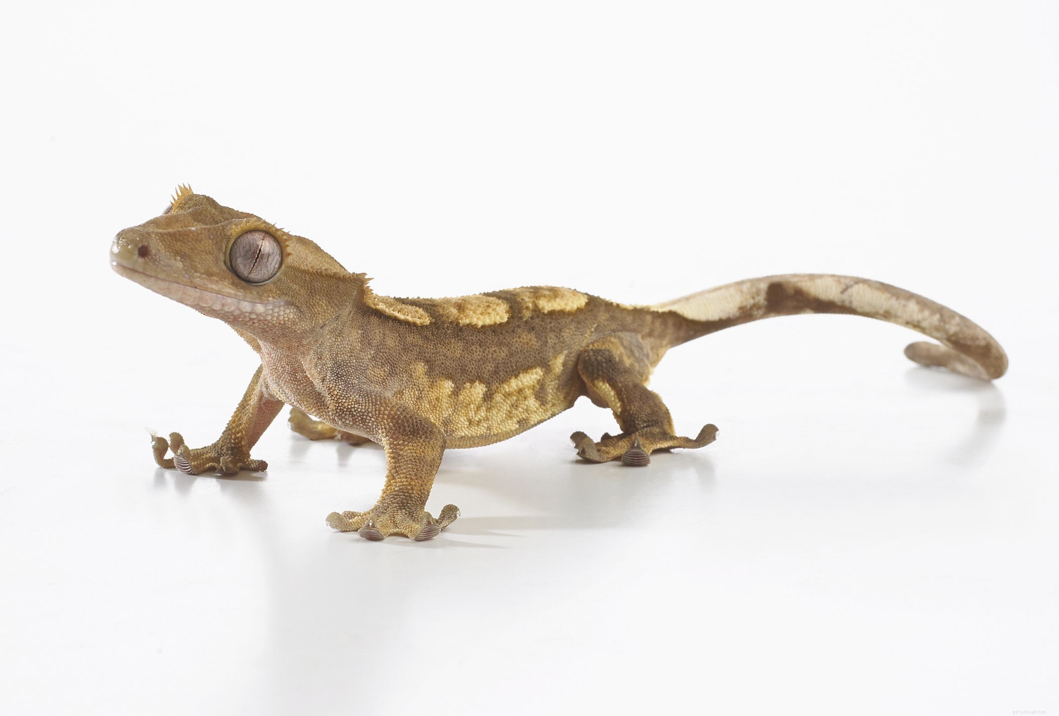 Types courants de geckos de compagnie pour les débutants