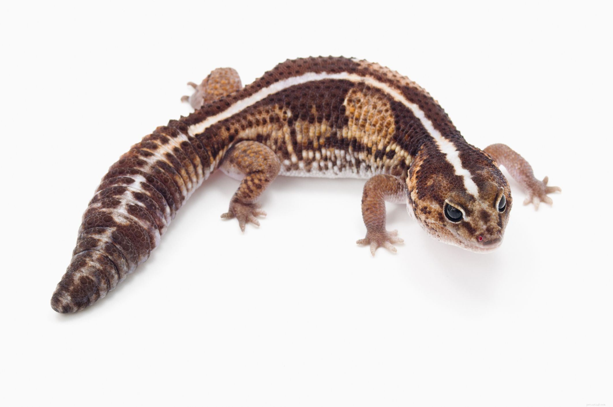 Vanliga typer av husdjursgecko för nybörjare