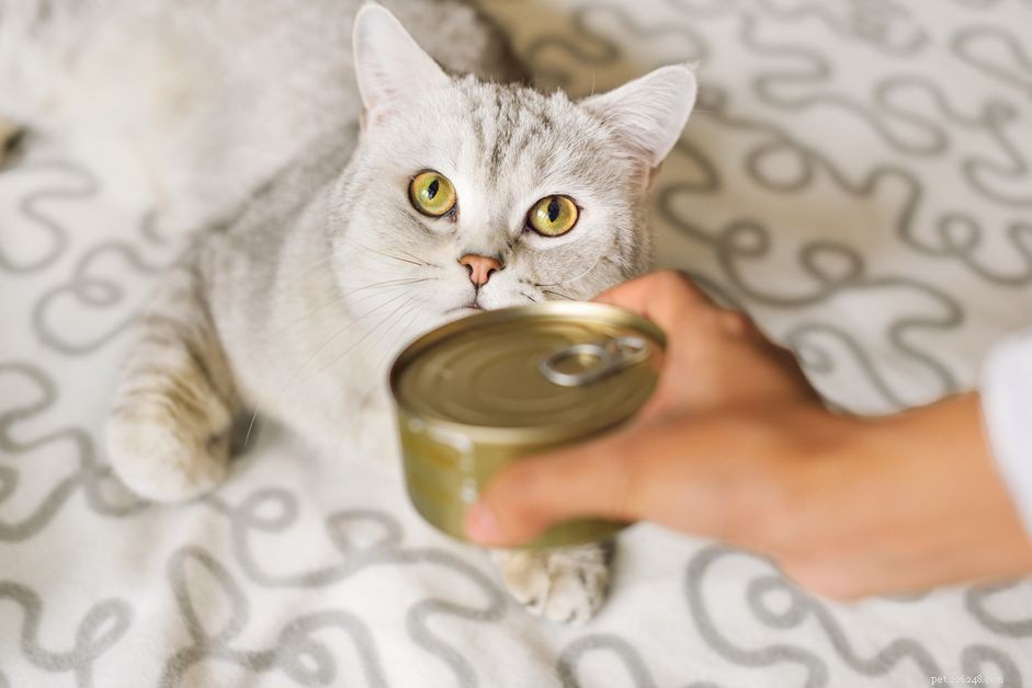 고양이 통조림 식품을 언제까지 안전하게 보관할 수 있습니까?