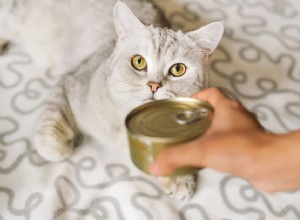 Jak dlouho můžete bezpečně vynechat konzervy pro kočky?