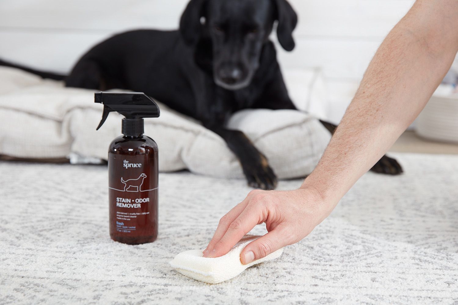 Como usar o removedor de manchas e odores de animais de estimação