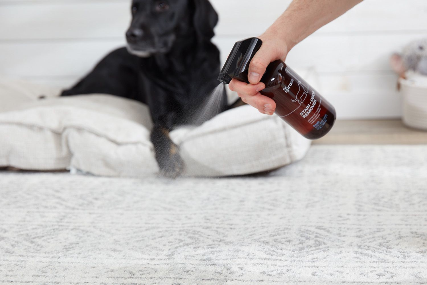 Hoe gebruik je vlekken- en geurverwijderaar voor huisdieren