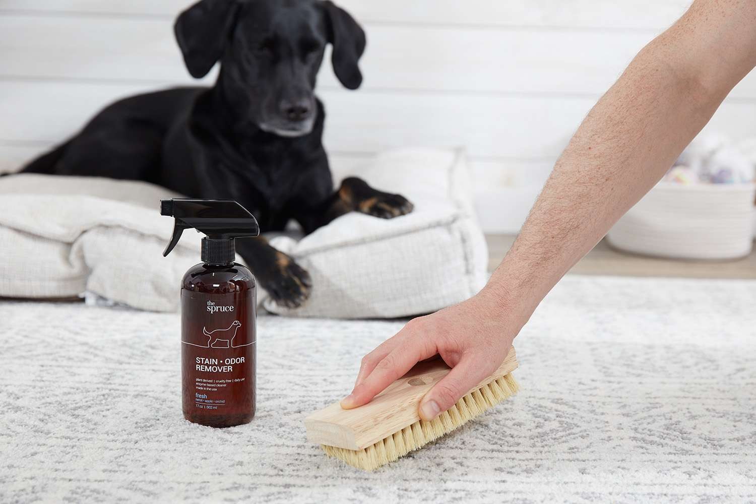 Hoe gebruik je vlekken- en geurverwijderaar voor huisdieren