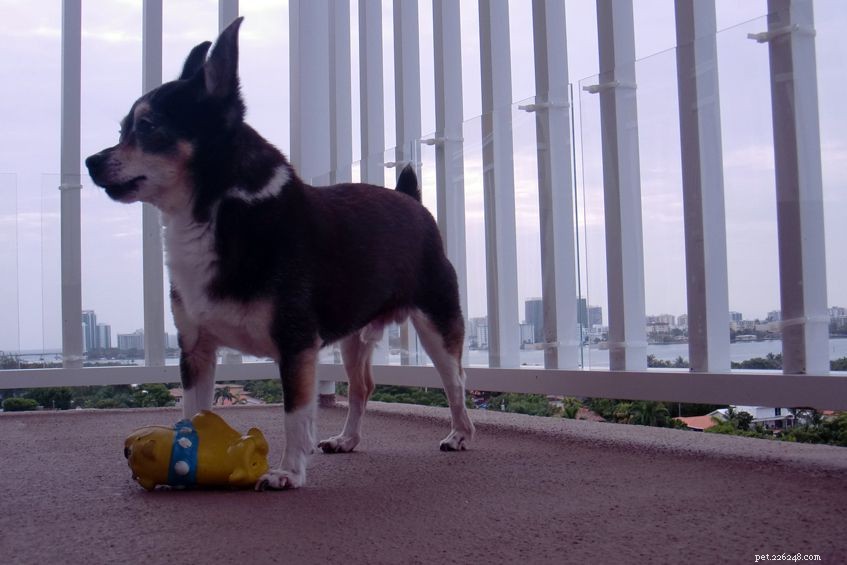 10 ideias para cães para varandas de apartamentos