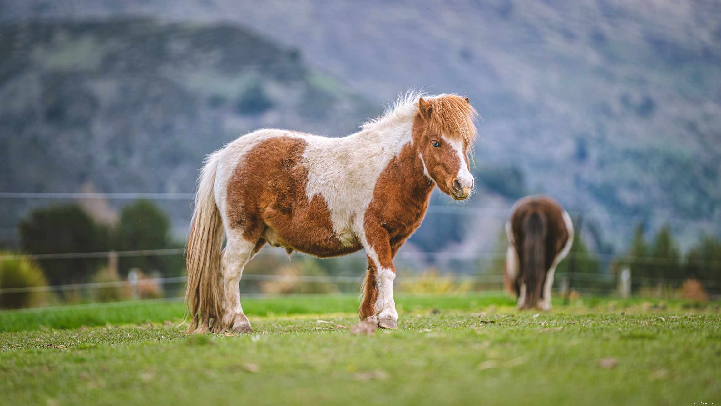Les 12 plus petites races de chevaux du monde entier
