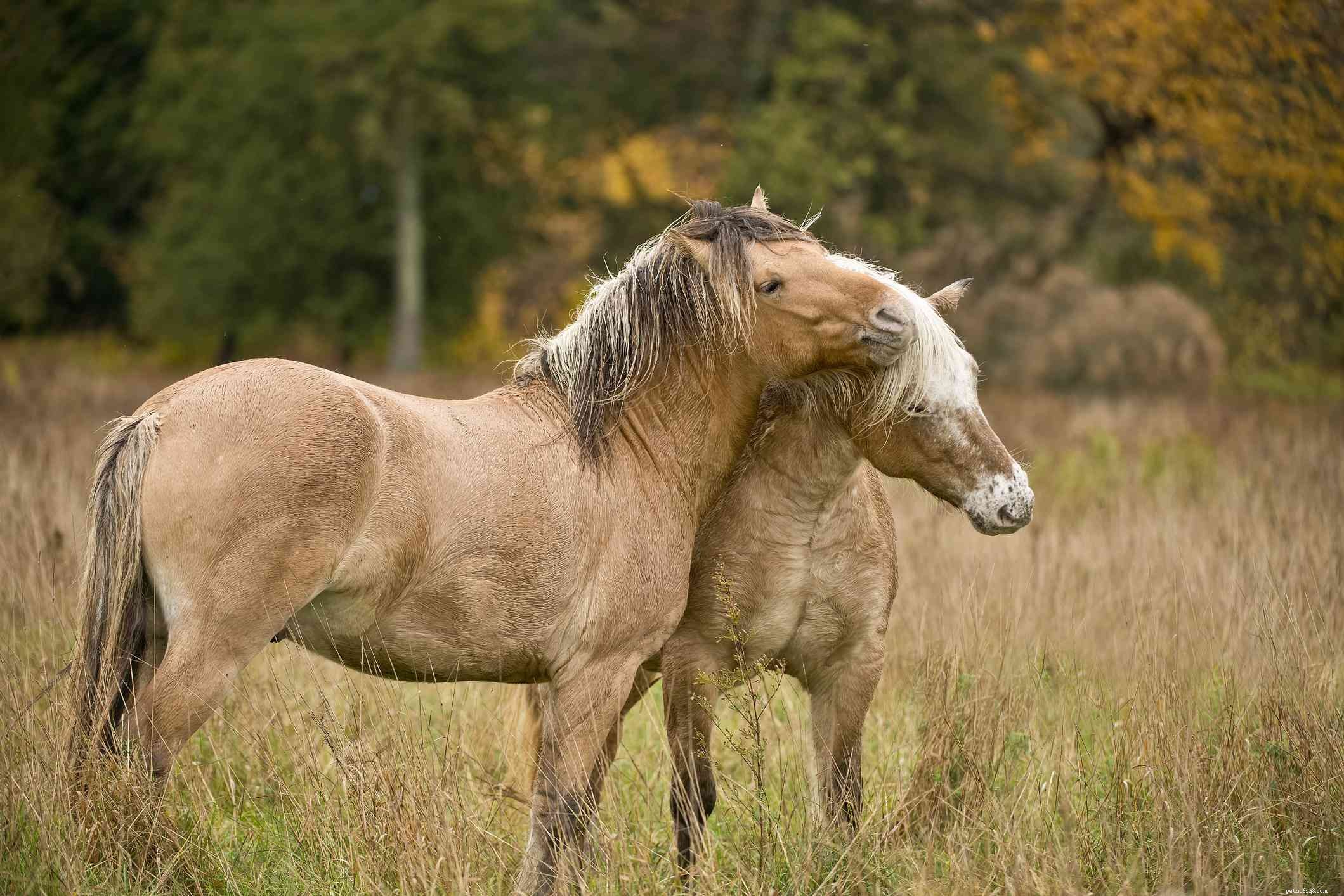 Les 12 plus petites races de chevaux du monde entier