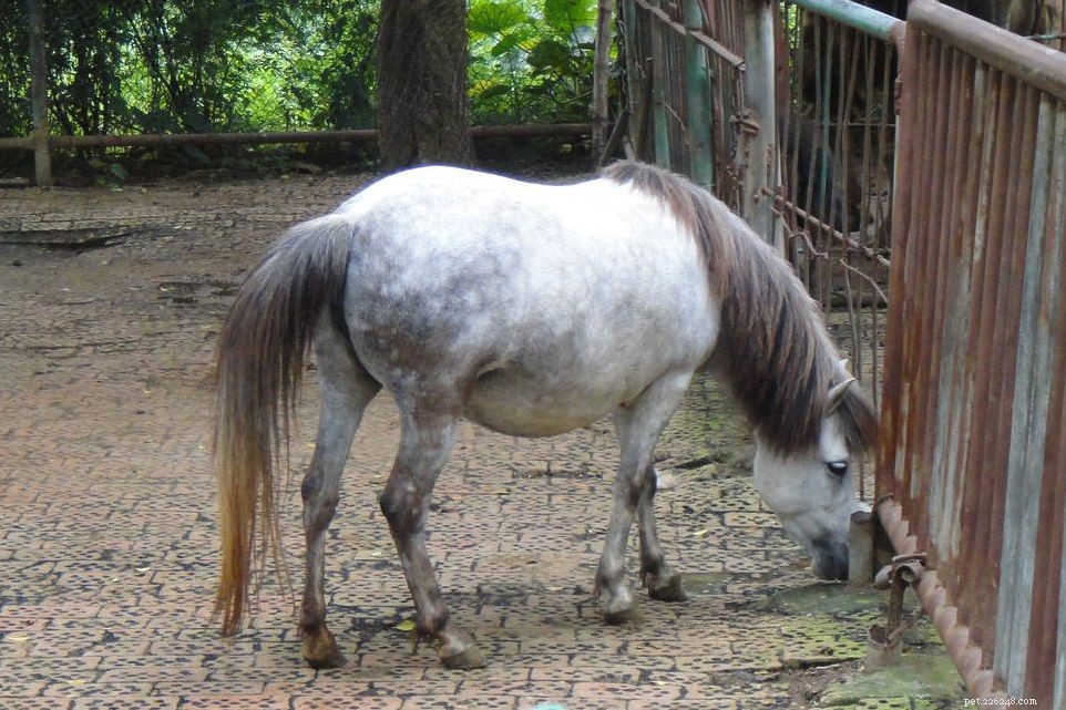 12 самых маленьких пород лошадей со всего мира