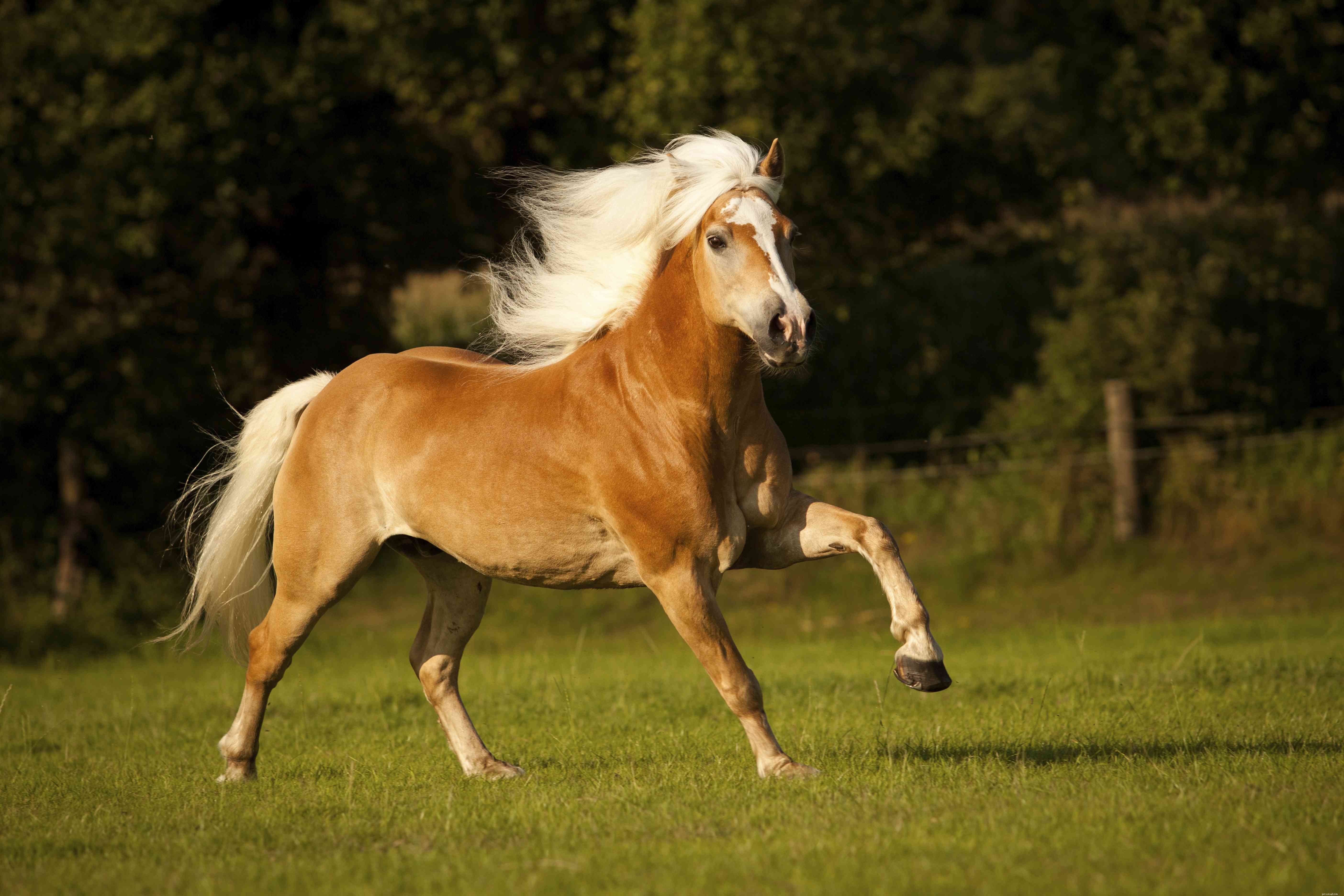 As 12 menores raças de cavalos do mundo