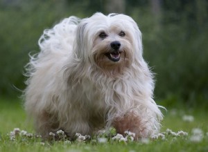 15 races de chiens d Amérique latine