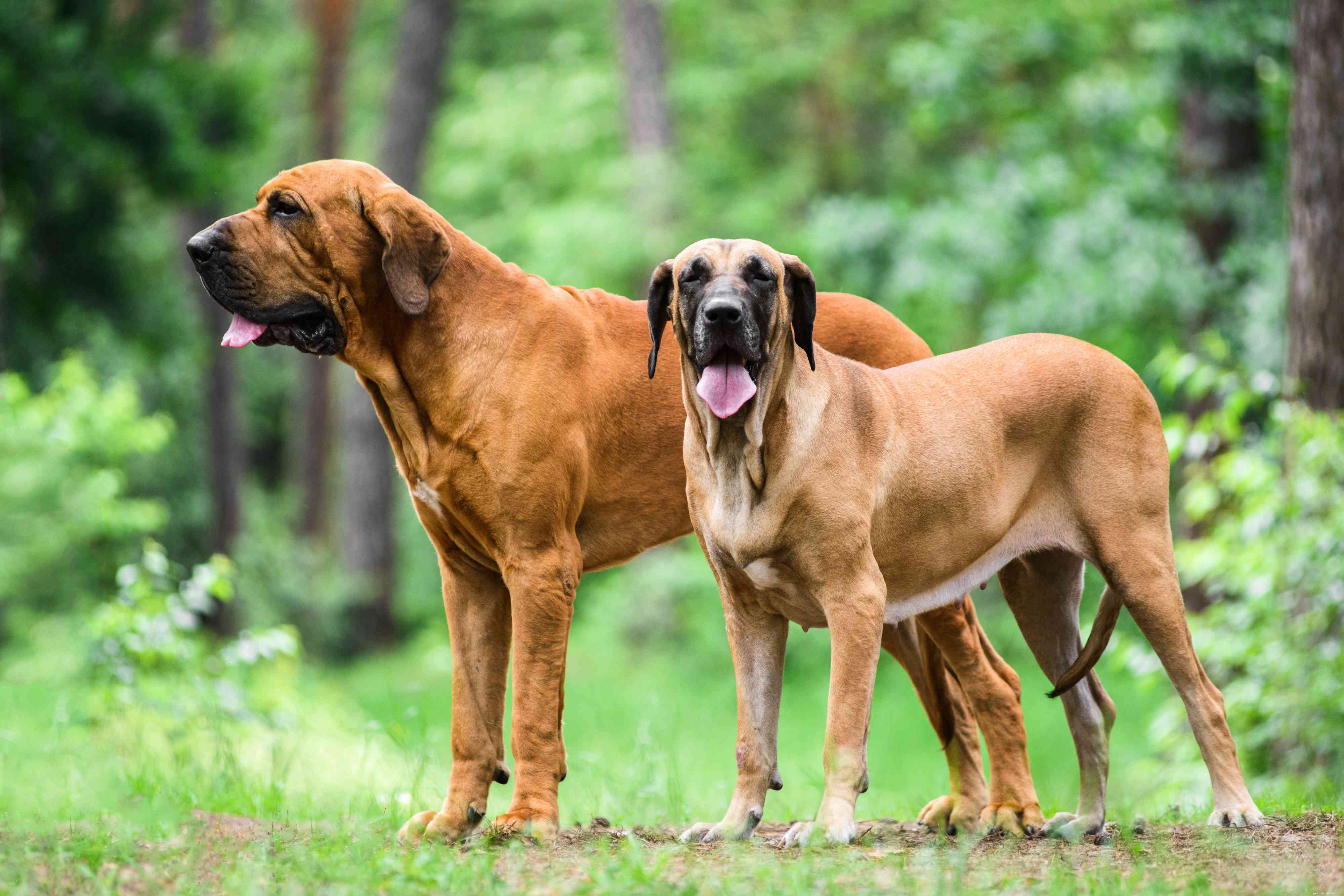 15 races de chiens d Amérique latine