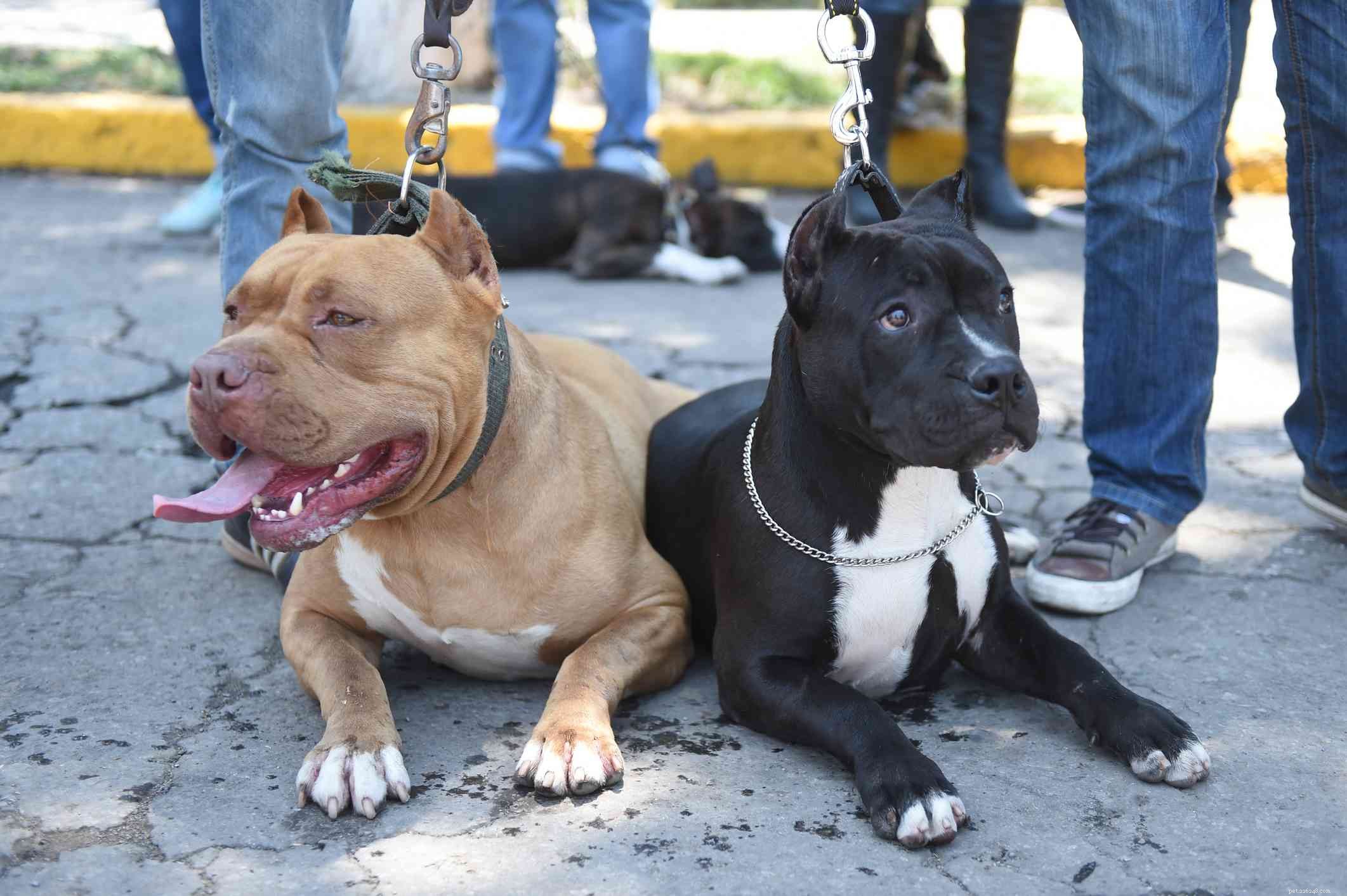 15 razze canine dell America Latina