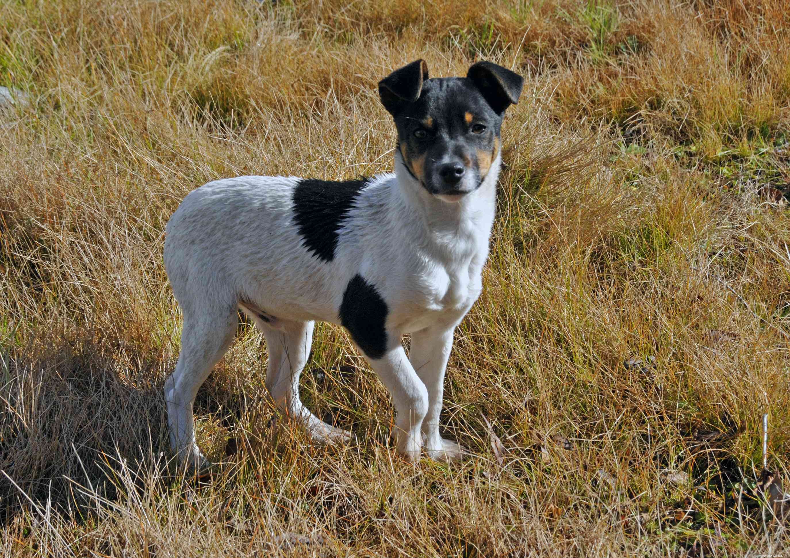 ラテンアメリカからの15の犬種 