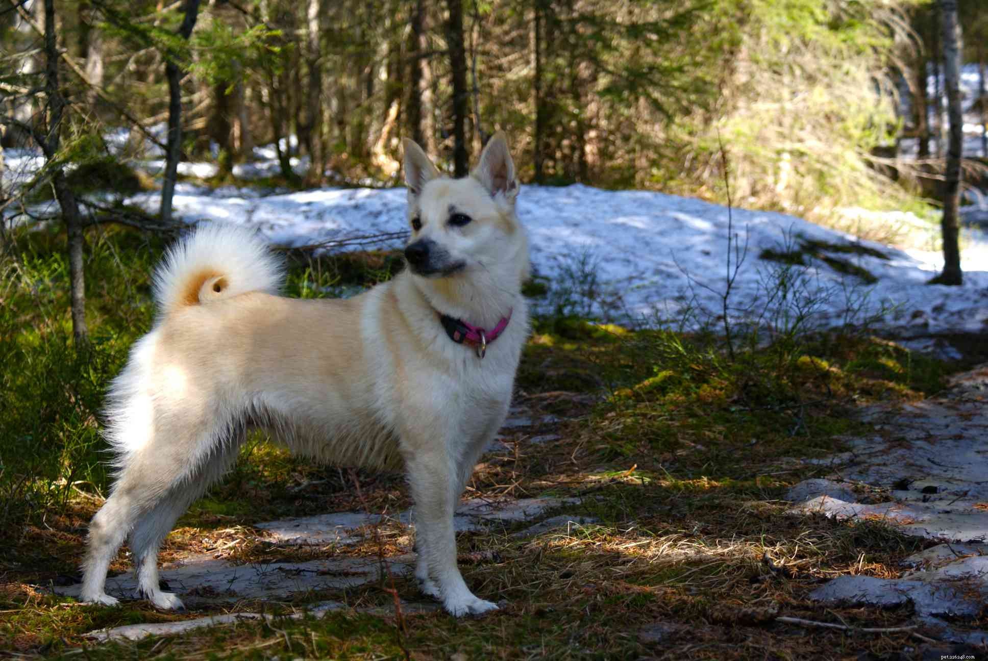 6 meilleures races de chiens de Norvège