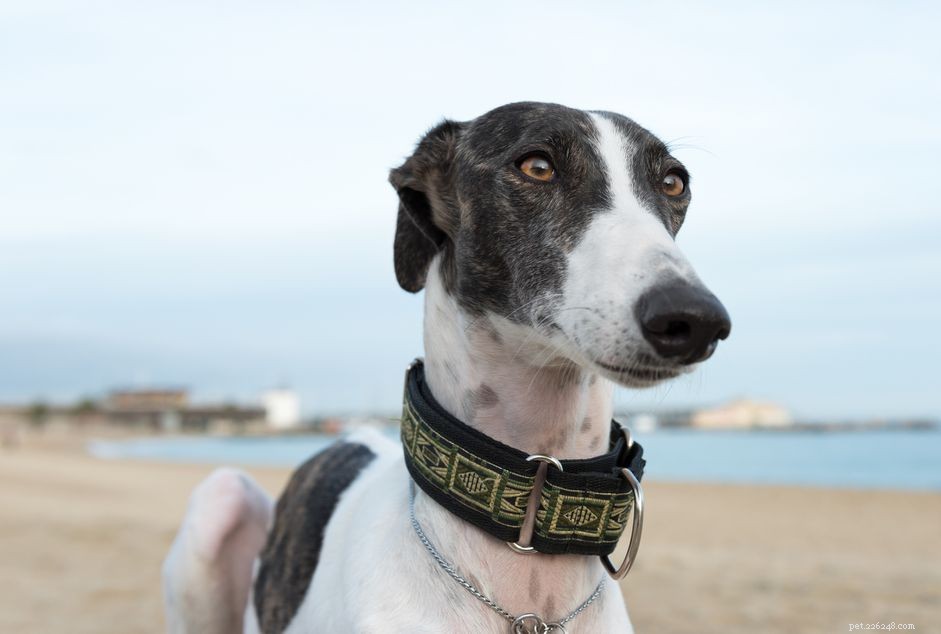 13 meilleures races de chiens d Espagne