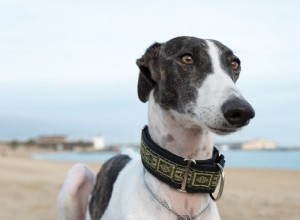 13 meilleures races de chiens d Espagne