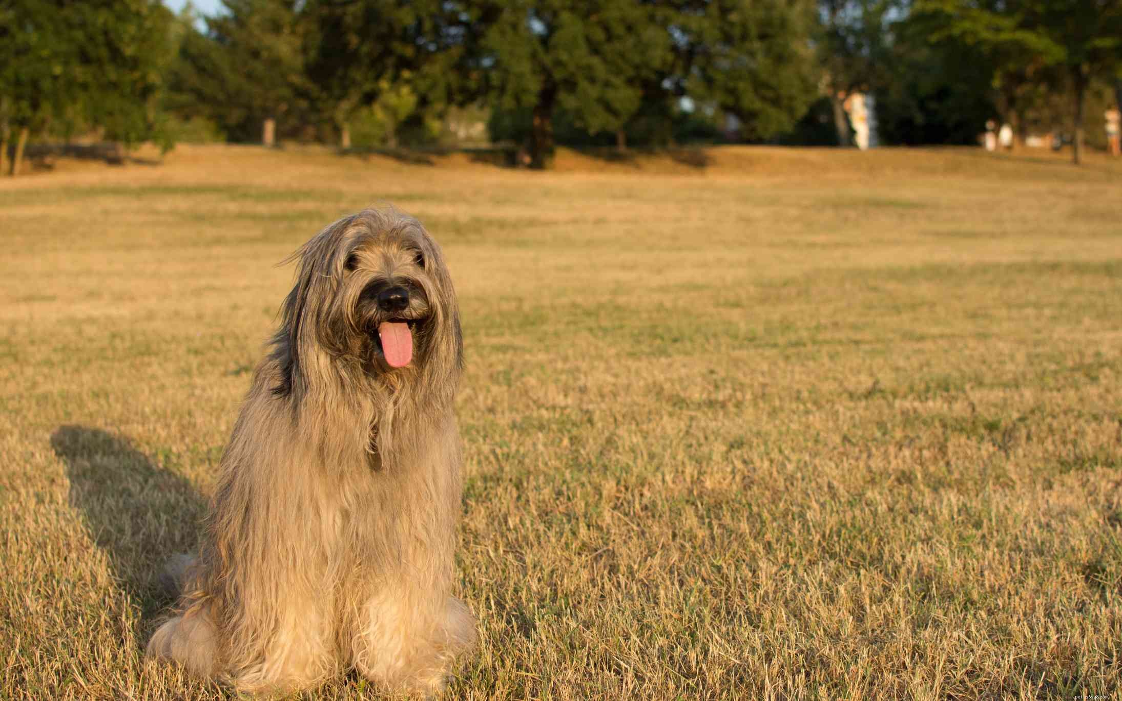 13 meilleures races de chiens d Espagne